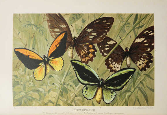 Гааке В. Происхождение животного мира. СПб, 1902.